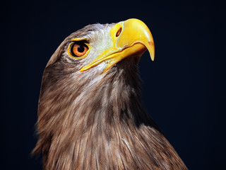 Eagle serious brown at blue background portrait looking up