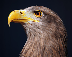 Eagle serious brown at blue background portrait proud profile