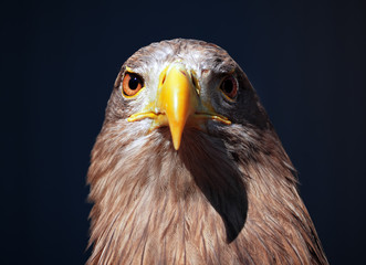 Eagle serious brown at blue background portrait looking at the camera