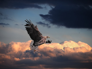 Eagle flying at the colorful sunset sky