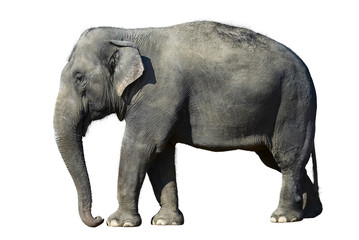 Obraz premium Elefant na białym tle