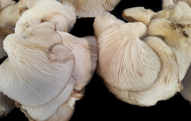 Wild mushrooms