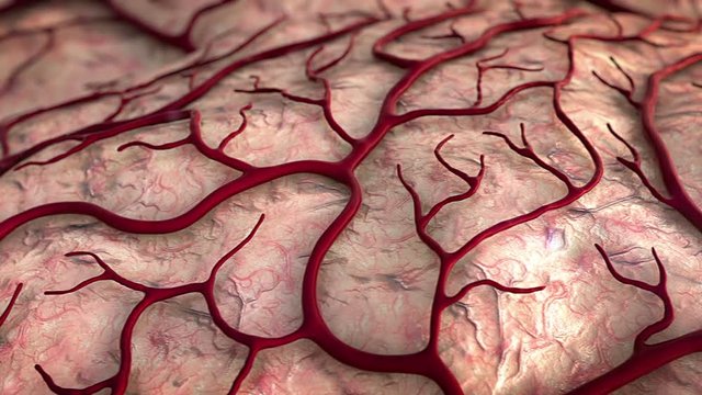 Brain Model, brain, brain surfase, circulatory system, disease, Capillary