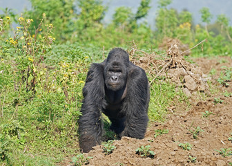 Mountain Gorilla Silverback in Virunga National Park, Democratic Republic of Congo
