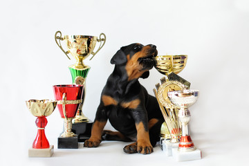 trophies, awards, victory, achievements. The dog is sitting among the shiny cups. Portrait of funny...