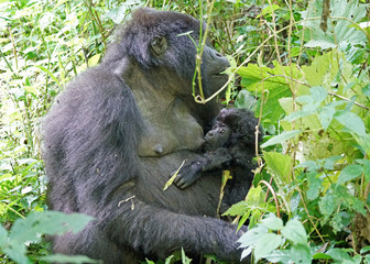 Mountain Gorilla Mother and baby in Virunga National Park, Democratic Republic of Congo