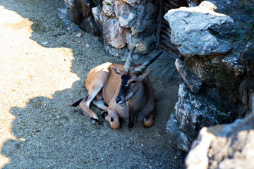 Antelope resting in the shade 