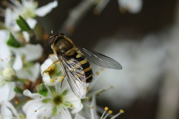 Syrphe du Groseillier (Syrphus ribesii)