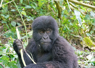 Mountain Gorilla Youngster in Virunga National Park, Democratic Republic of Congo