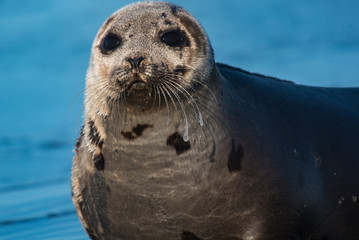 Fototapeta premium Harp Seal