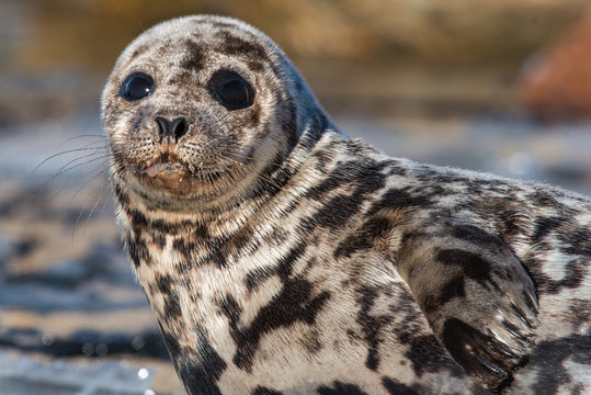 Harp Seal