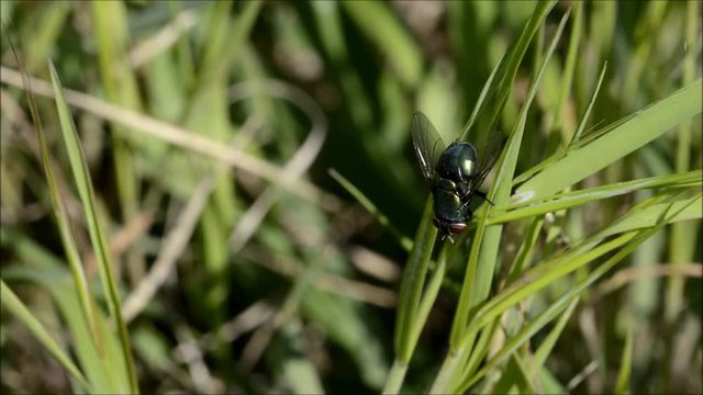 Mosca  verde su erba