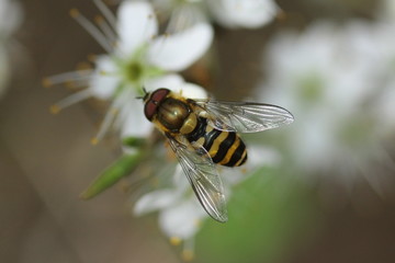 Syrphe du Groseillier (Syrphus ribesii)