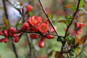 zierquitte, blüten, frühling, zweig, Chaenomeles