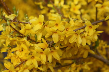 strauch, forsythie, gelb, blüten, frühling, frühjahr