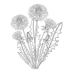 Naklejka premium Wektor bukiet z konturu Dandelion lub Taraxacum kwiat, pączek i liście odizolowywający na bielu. Ozdobny kwiatowy elementy do projektowania wiosna, kolorowanka i ziołolecznictwo ilustracja w stylu konturu.
