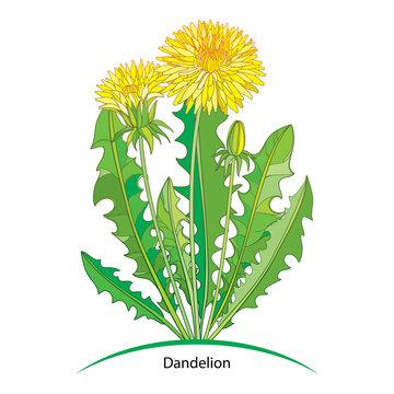 Vector bouquet with outline yellow Dandelion or Taraxacum flower, bud and green leaves isolated on white. Ornate floral elements for spring design and herbal medicine illustration in contour style.