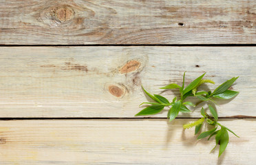 Flowering branch of a willow tree on a wooden background, space for text.