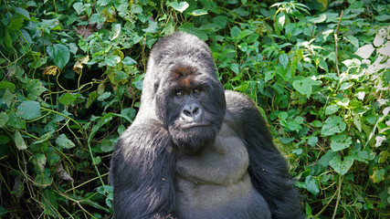 Mountain Gorilla Silverback in Virunga National Park, Democratic Republic of Congo