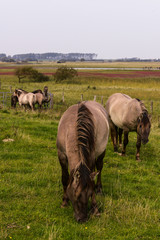 Konik wild horses © Michael Schroeder
