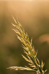 Getreide&auml;hre im Gegenlicht