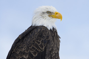 Obraz premium Bald Eagle in Homer, Alaska