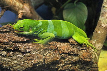 Rare Fiji Banded Iguana - striped green lizard