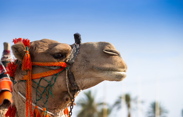 Close up of a camel head 