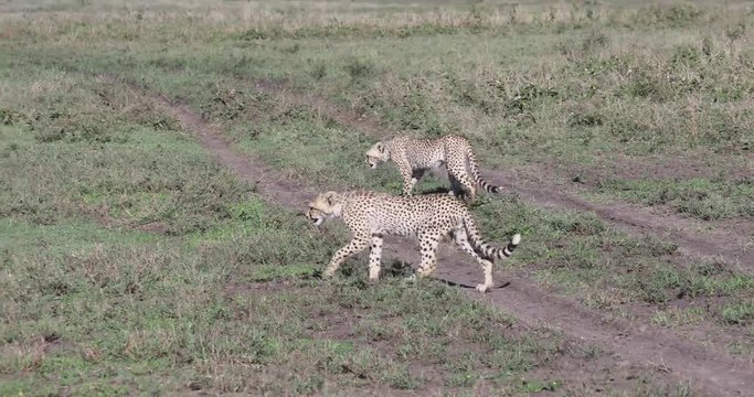 Young cheetahs in Serengeti, 4K