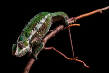 Panther chameleon Furcifer pardalis Antalaha