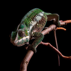 Panther chameleon Furcifer pardalis Antalaha