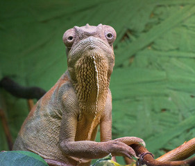 Female Panther chameleon - Furcifer pardalis Ambilobe