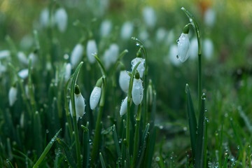 Snowdrops with dew