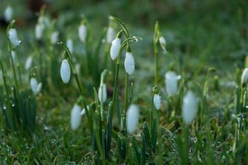 Snowdrops with dew