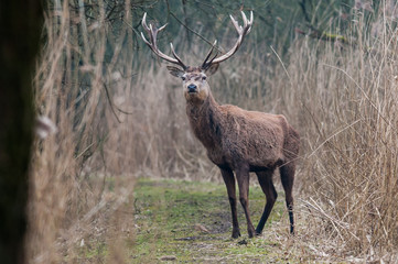 Red deer stag