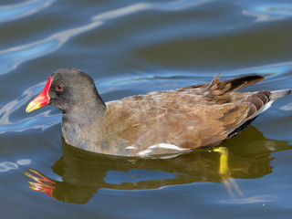 Moorhen - Gallinula chloropus