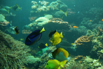 bunte Fische im Korallenriff