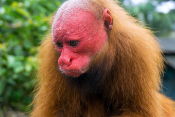 Bald Uakari Monkey Face