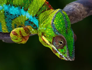 Zelfklevend Fotobehang Panther chameleon Furcifer pardalis © Jan