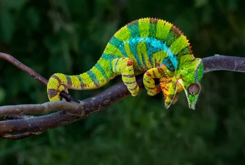 Selbstklebende Fototapeten Angry Panther chameleon Furcifer pardalis Ambilobe © Jan