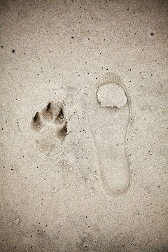 Picture of human and animal imprint on sand.
