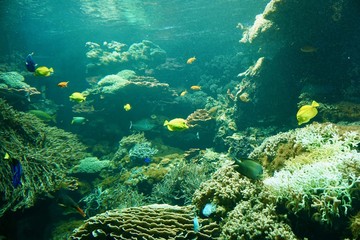 tropische Fische