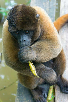Woolly Monkey with a Leaf