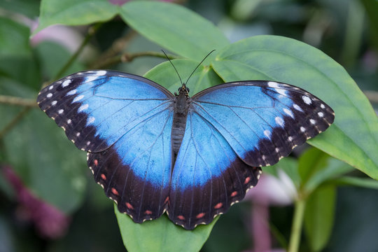 view of the exotic butterfly on a leaf