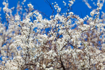 Spring blossom background. spring flowers