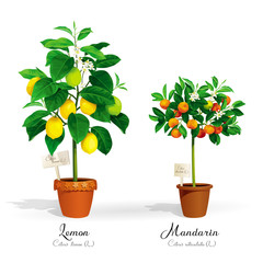 Citrus trees in the pots - 144126022