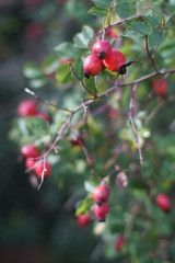 The fruit of rosehip.