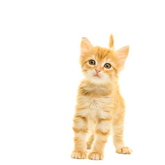 Tabby turkish angora cat kitten looking at the camera isolated on a white background