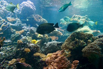 Naklejka na ściany i meble Korallen und Fische