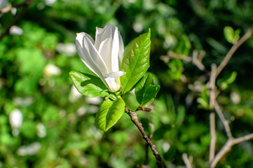 White Magnolia Flowers
